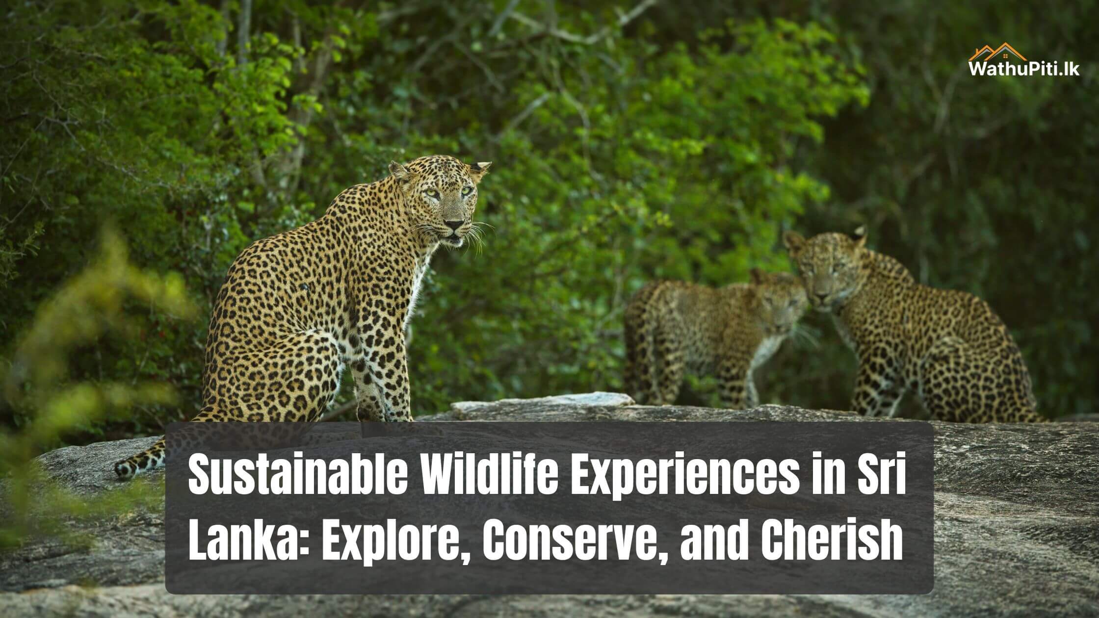 Sustainable Wildlife Experiences in Sri Lanka: Explore, Conserve, and Cherish